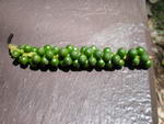 Black Pepper